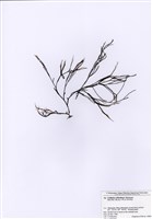 藏品(馬鞭藻)的圖片